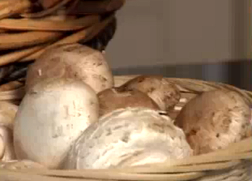 About Different Varieties Of Mushrooms Video
